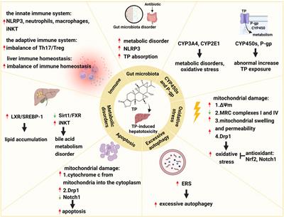 The molecular pathogenesis of triptolide-induced hepatotoxicity